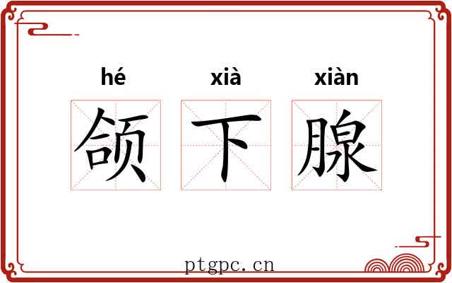 颌下腺 颌下腺