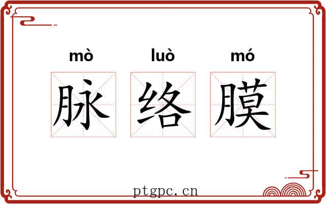 脉络膜 脉络膜