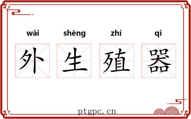 外生殖器 外生殖器