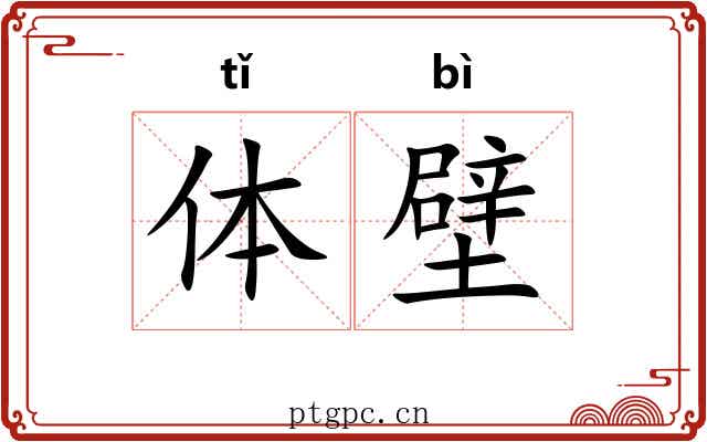 体壁 体壁
