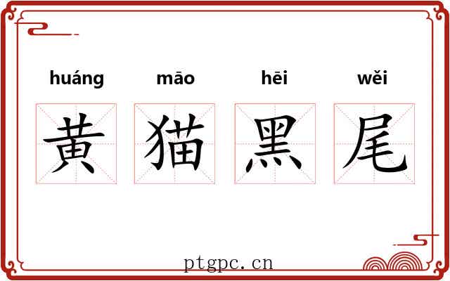 黄猫黑尾 黄猫黑尾