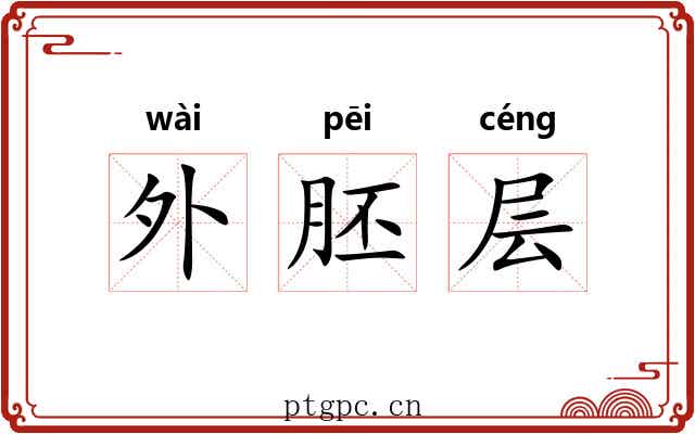 外胚层