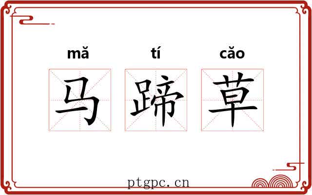 马蹄草 马蹄草