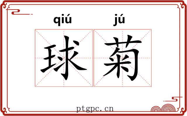 球菊