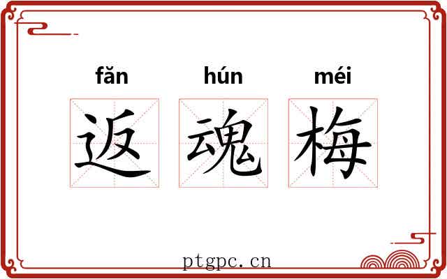 返魂梅