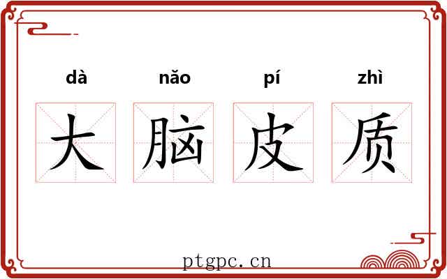 大脑皮质 大脑皮质