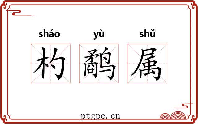 杓鹬属 杓鹬属