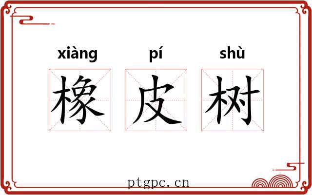 橡皮树