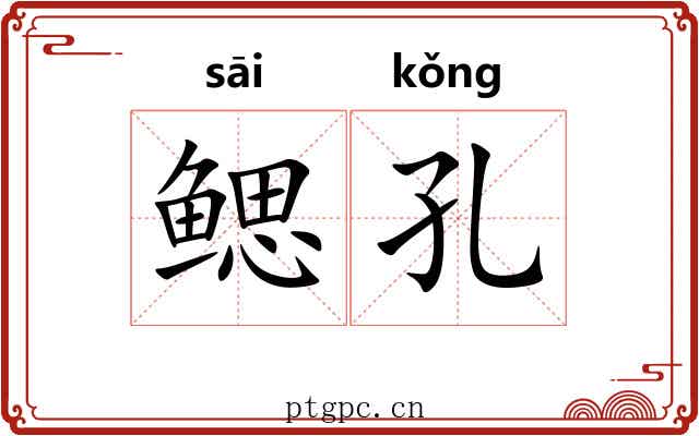 鳃孔