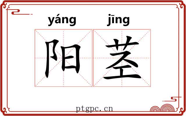 阳茎 阳茎