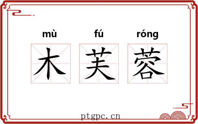 木芙蓉 木芙蓉