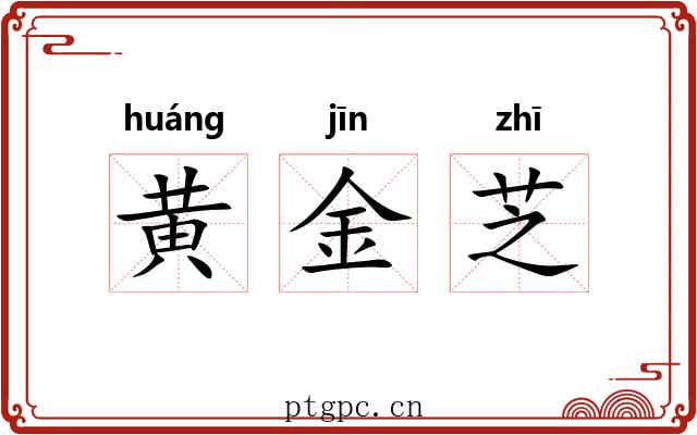 黄金芝 黄金芝