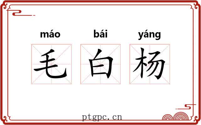 毛白杨 毛白杨