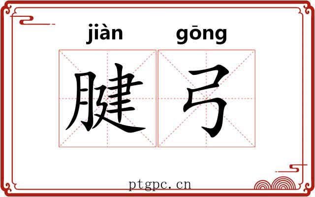 腱弓