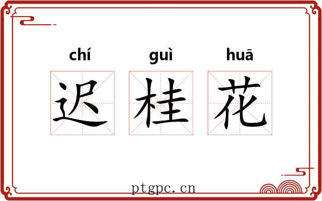 迟桂花 迟桂花