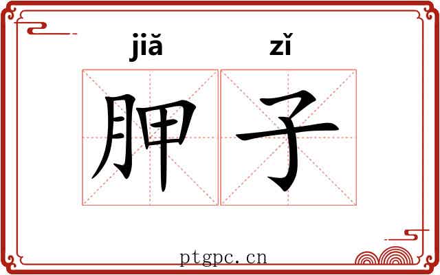 胛子 胛子