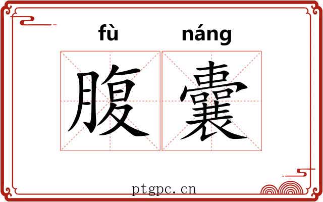 腹囊