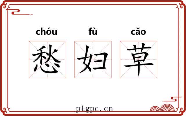 愁妇草 愁妇草