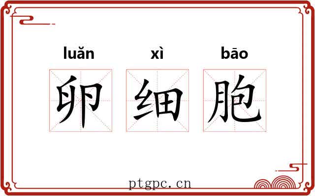 卵细胞 卵细胞