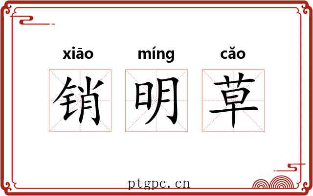 销明草 销明草