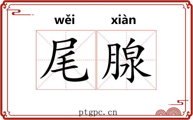 尾腺 尾腺