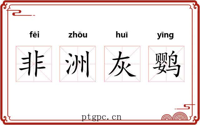 非洲灰鹦 非洲灰鹦