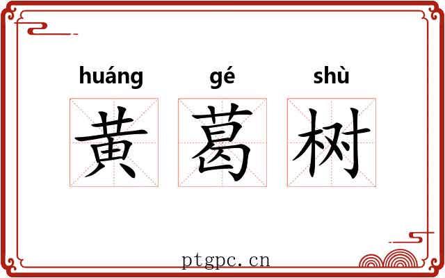 黄葛树 黄葛树
