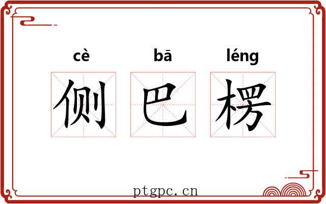 侧巴楞
