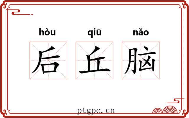 后丘脑 后丘脑