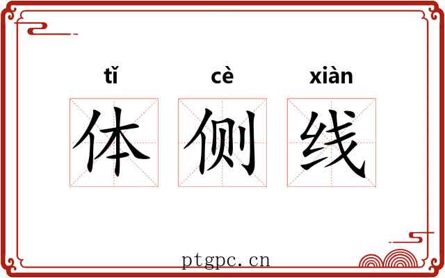体侧线 体侧线