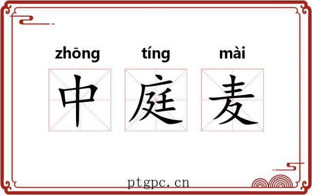 中庭麦 中庭麦