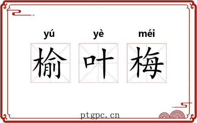 榆叶梅
