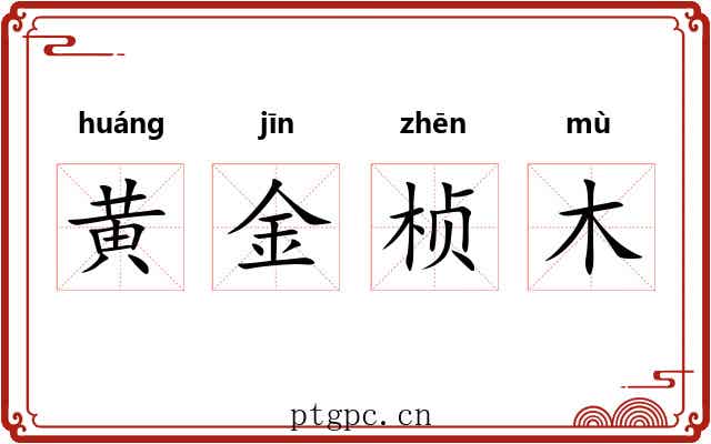 黄金桢木 黄金桢木