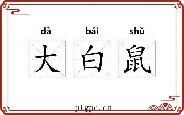 大白鼠 大白鼠