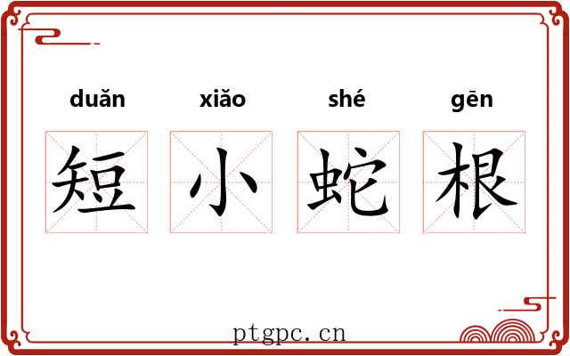 短小蛇根