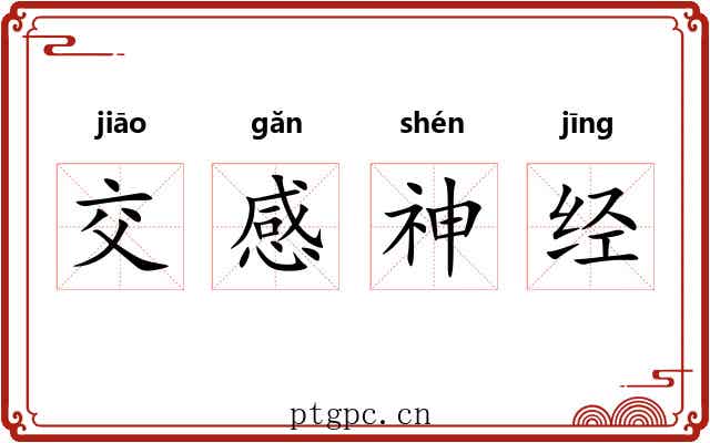 交感神经 交感神经