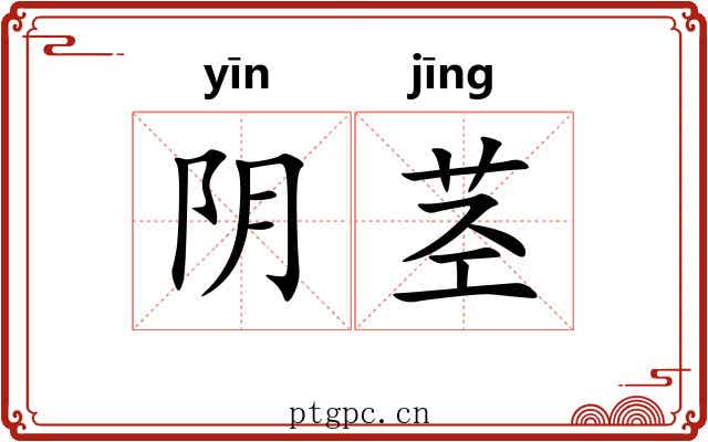 阴茎 阴茎