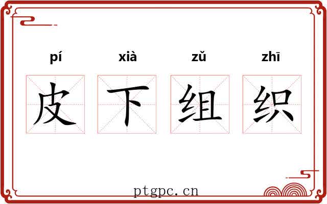 皮下组织 皮下组织