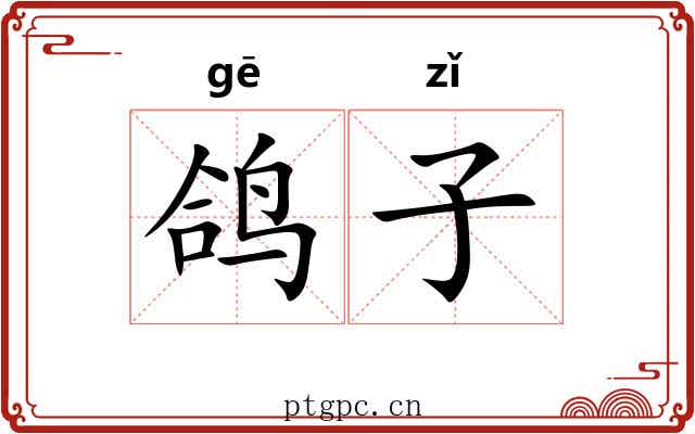 鸽子 鸽子