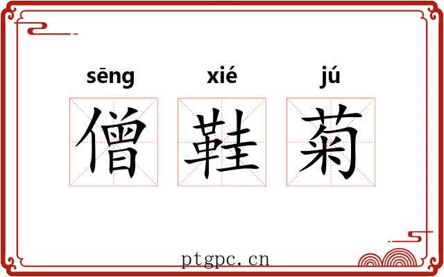 僧鞋菊
