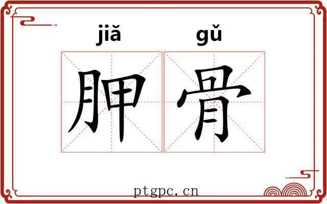 胛骨