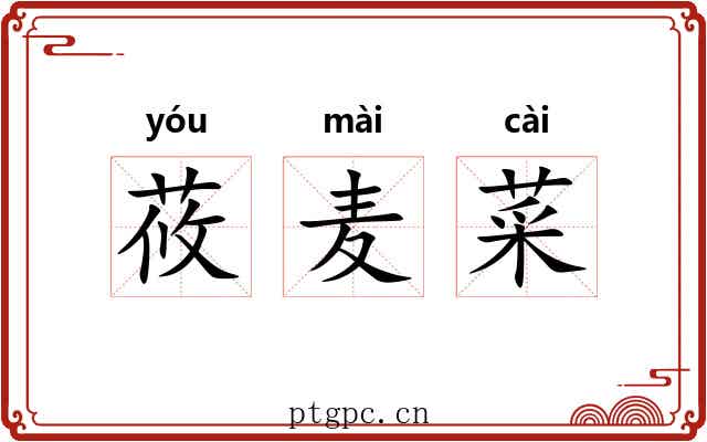 莜麦菜