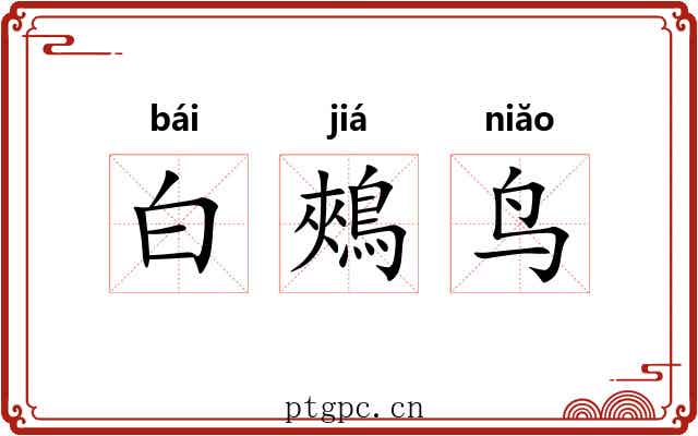 白鵊鸟