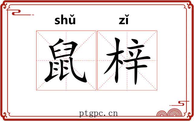 鼠梓