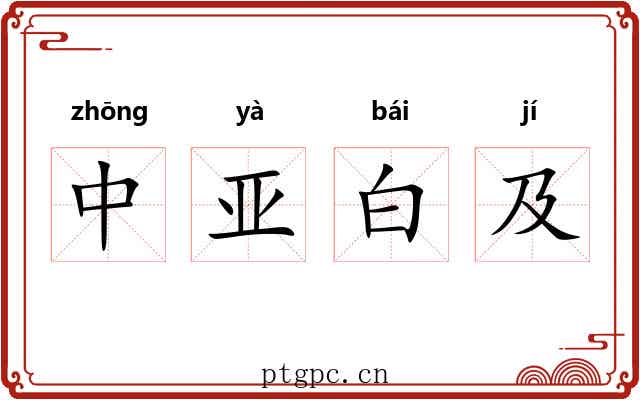 中亚白及