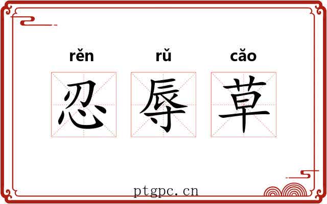 忍辱草 忍辱草