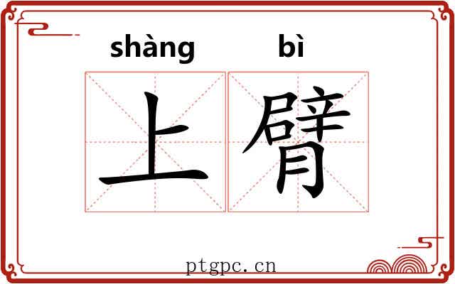 上臂 上臂