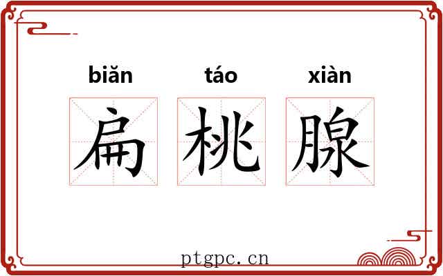 扁桃腺
