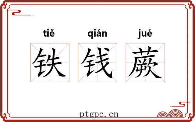 铁钱蕨