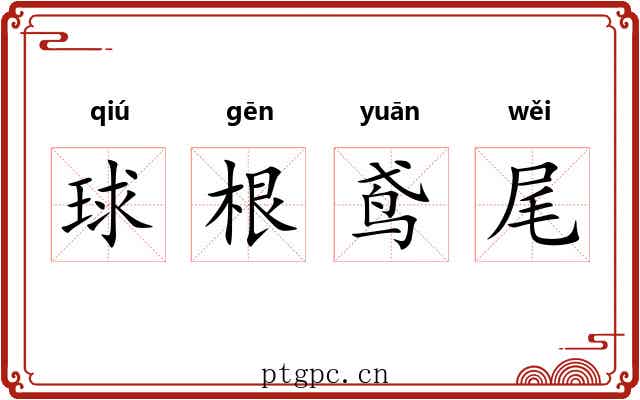 球根鸢尾 球根鸢尾